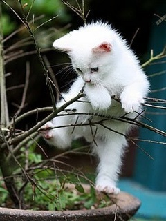 Cat.jpg