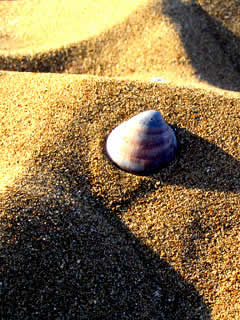Shell.jpg