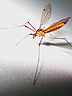 Mosquito.jpg