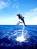 Dolphin.jpg