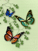 MyButterfly_by_web750eb.png