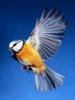 Bird.gif