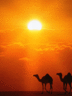 Camel.gif