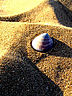 Shell.jpg