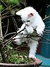 Cat.jpg