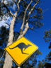 Kangaroo.gif