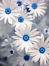 White_Flowers.jpg