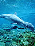 Dolphins.jpg